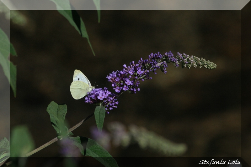 Pieris brassicae?